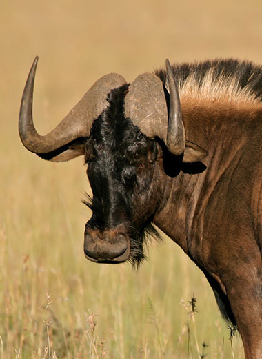 Black Wildebeest Hunting in South Africa