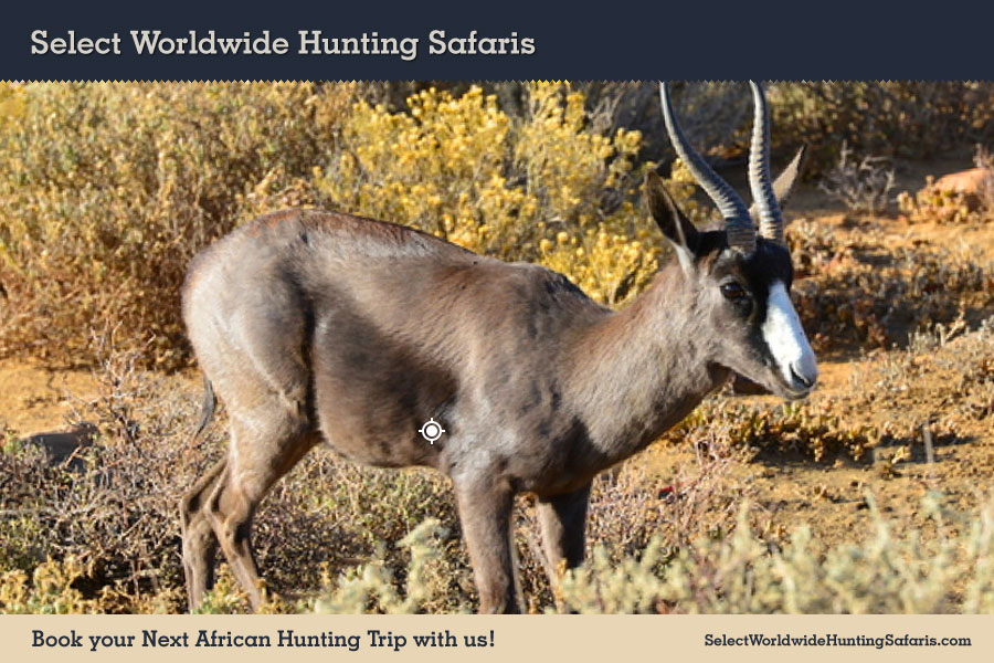 Hunting Black Springbok in Southern Africa