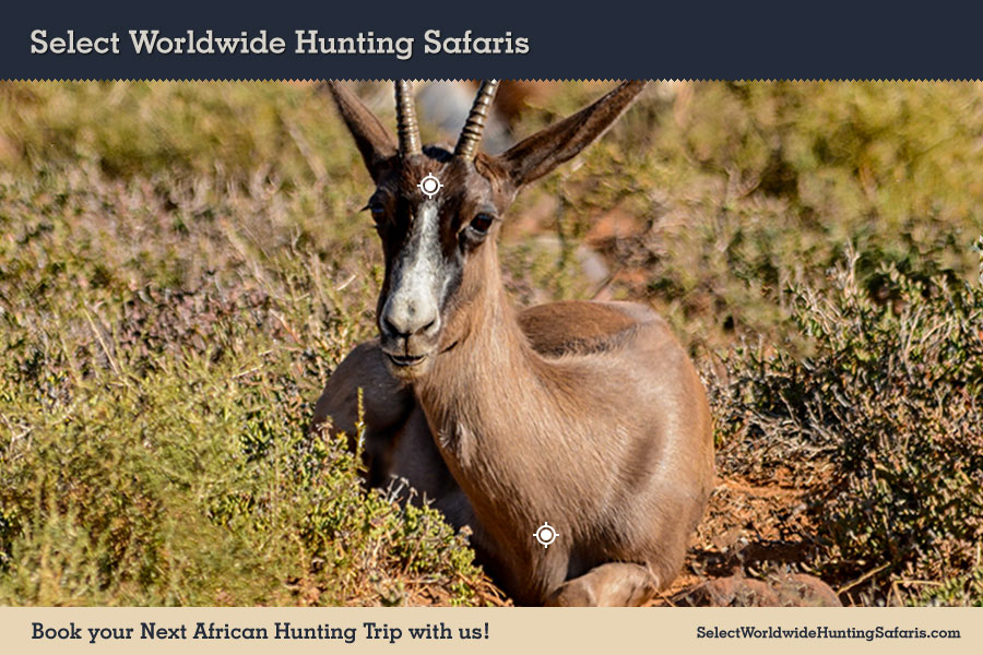 Hunting Black Springbok in Southern Africa