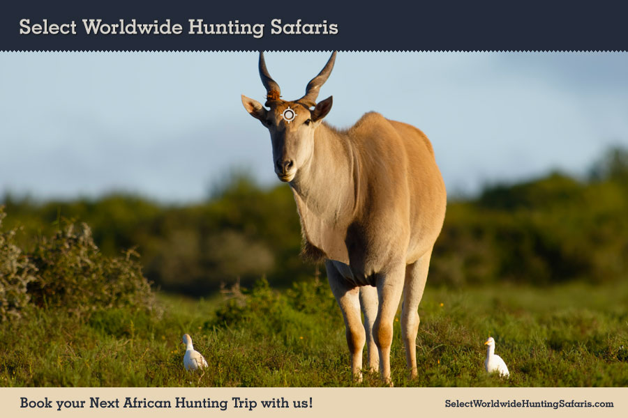 Hunting Cape Eland in Southern Africa