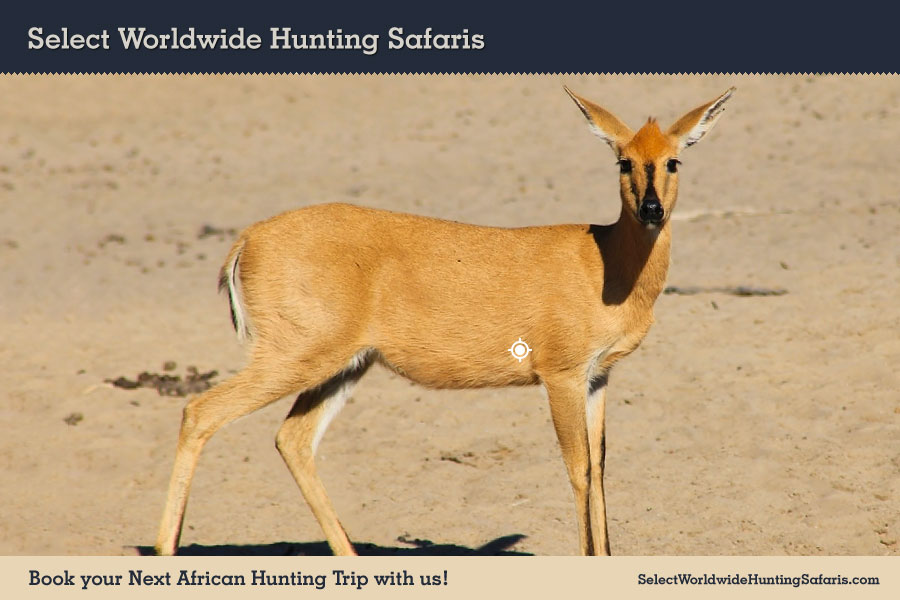 Hunting Duiker in Southern Africa