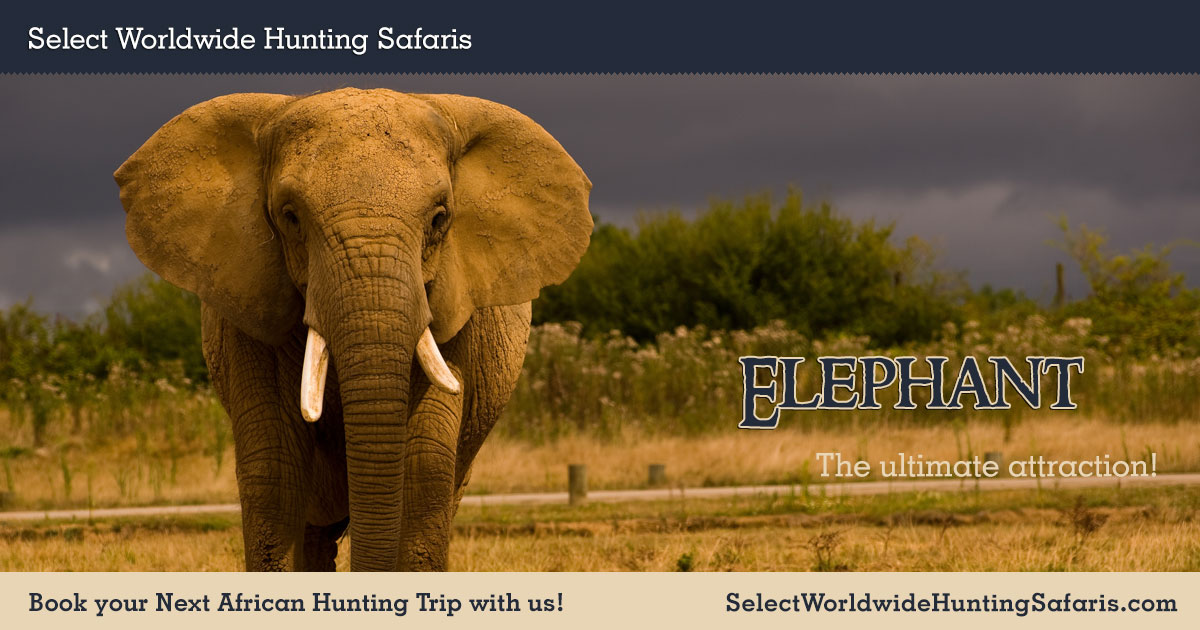 Elephant Hunting in South Africa with Select Worldwide Hunting