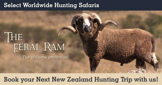 Feral Ram Hunting in New Zealand