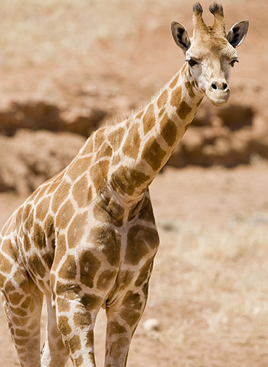 Giraffe Hunting in South Africa