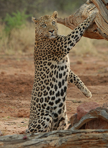 Leopard Hunting in South Africa