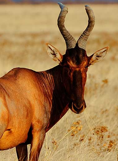 Red Hartebeest Hunting in South Africa