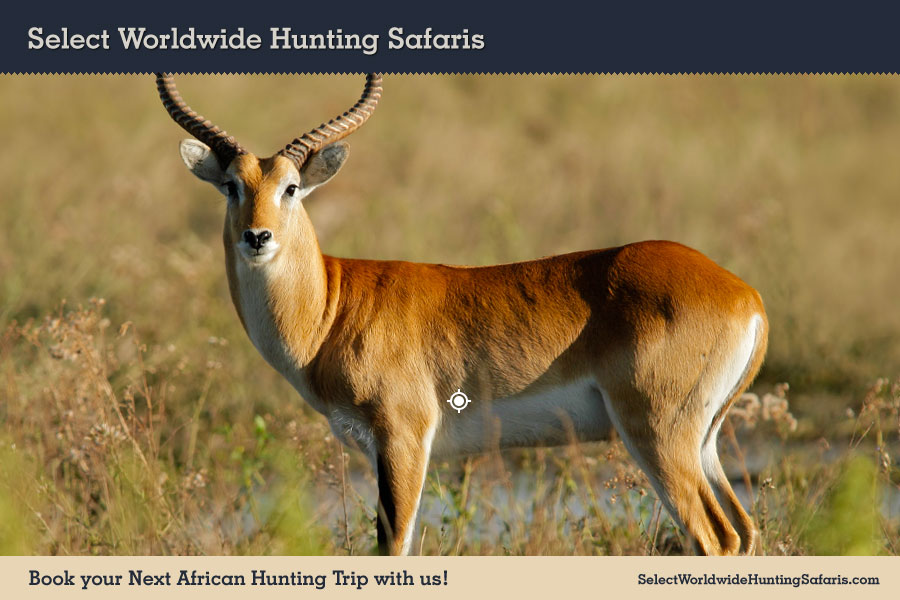 Hunting Red Lechwe in Southern Africa