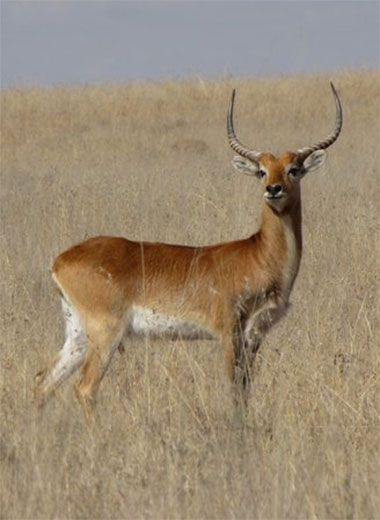 Red Letchwe Hunting in South Africa