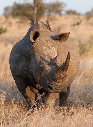 Rhino Hunting in South Africa