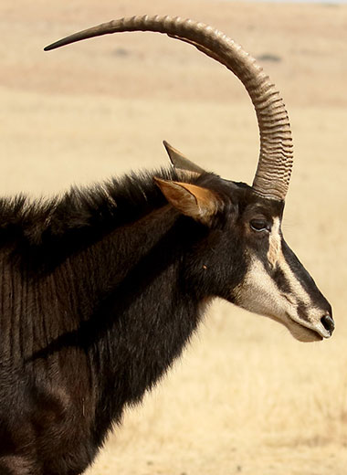 Sable Antelope Hunting in South Africa