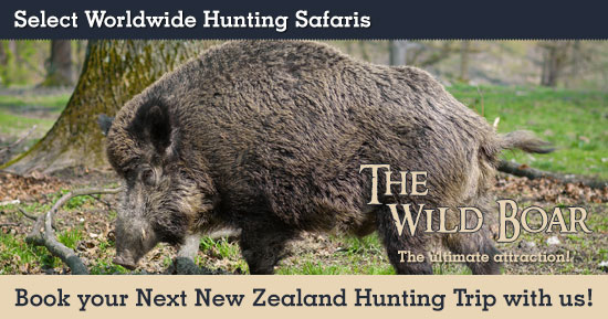 Wild Boar Hunting in New Zealand