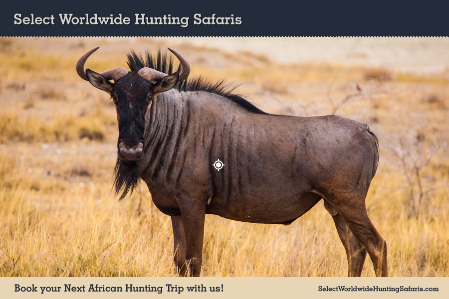 blue-wildebeest-hunting-in-south-africa-with-select-hunting