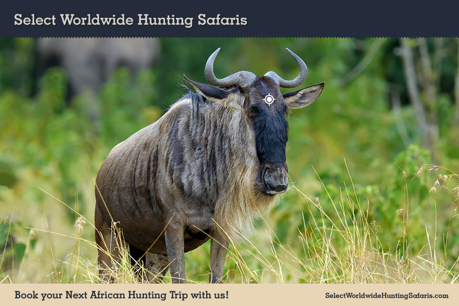 Hunting Blue Wildebeest in Southern Africa