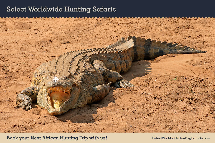 Hunting Crocodile in Southern Africa