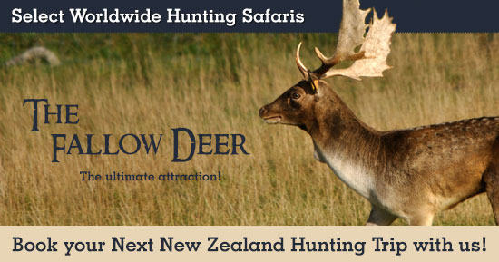 Fallow Deer Hunting in New Zealand