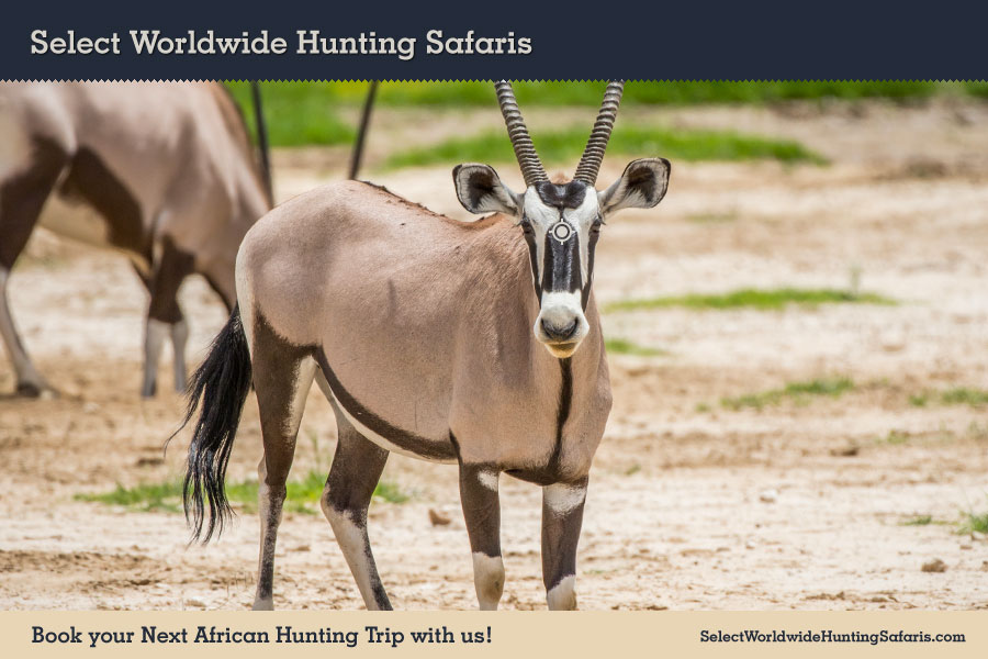 Hunting Gemsbuck in Southern Africa