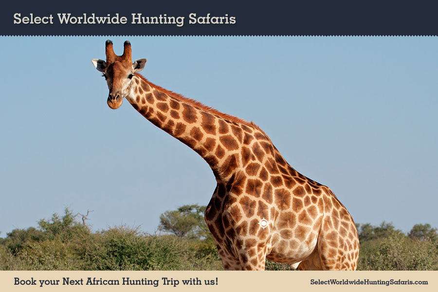 Hunting Giraffe in Southern Africa