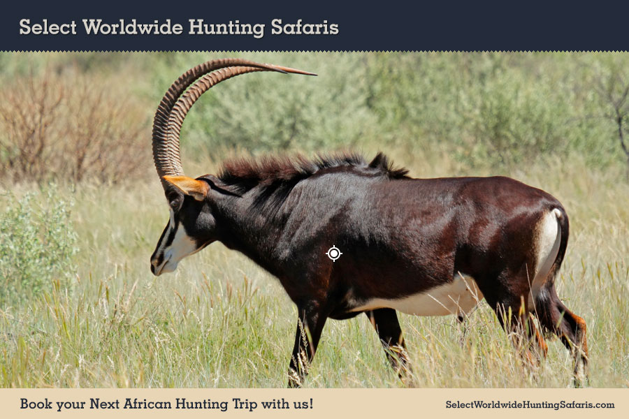Hunting Sable in Southern Africa