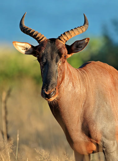 Tsessebe Hunting in South Africa