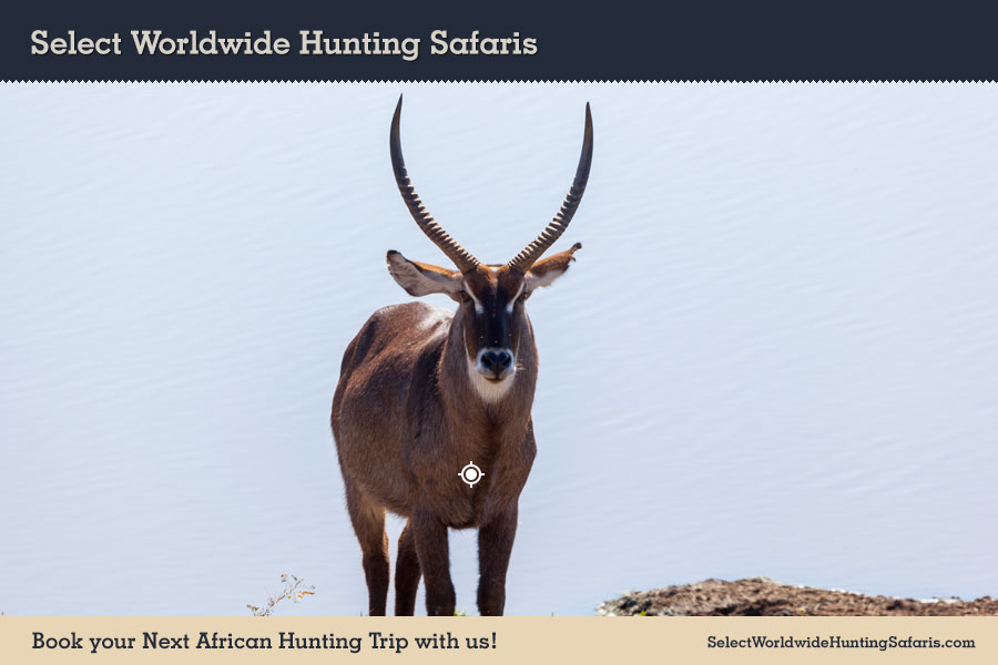 Hunting Waterbuck in Southern Africa